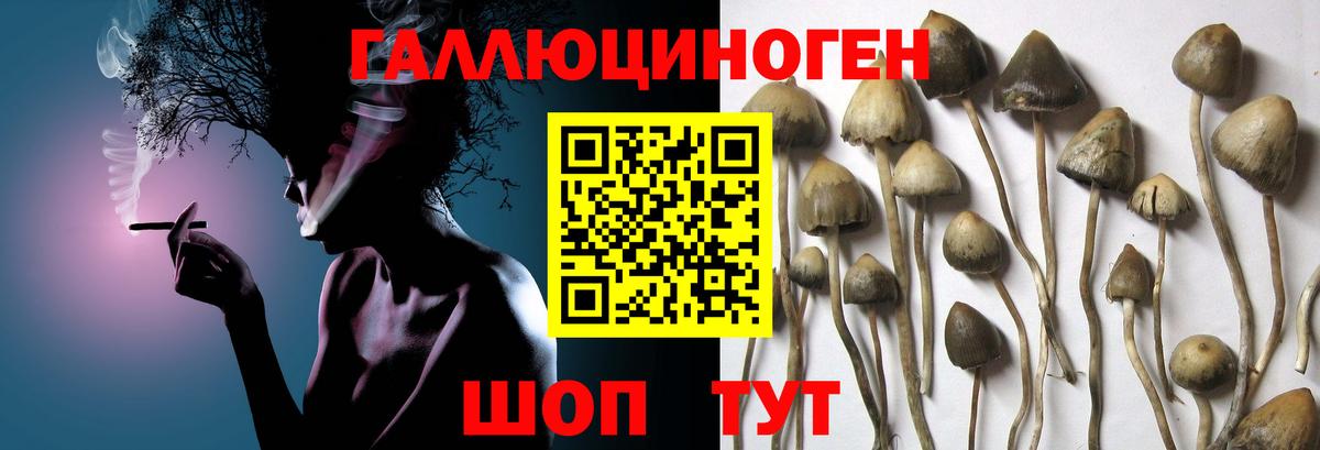 Галлюциногенные грибы Psilocybine cubensis Гай